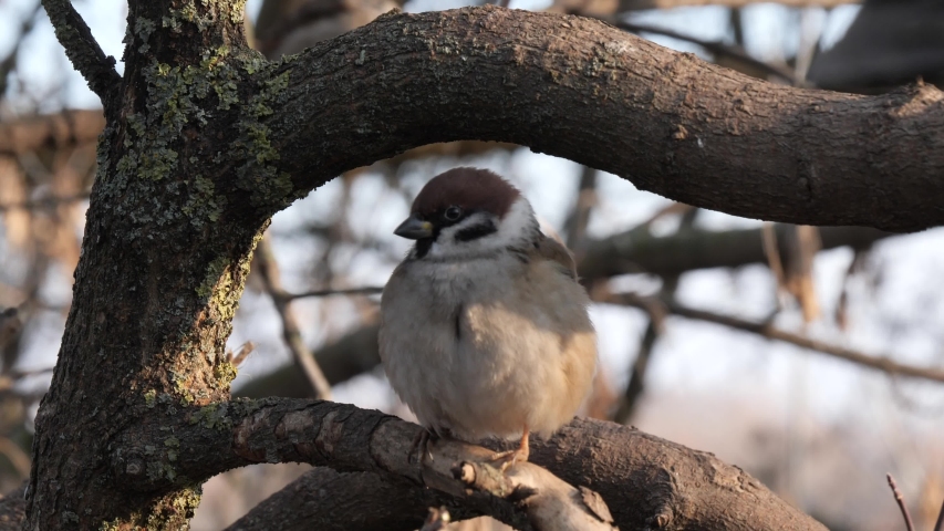 sparrows are sitting on a tree branch
