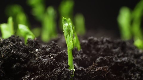 Growing plants in timelapse, sprouts germination newborn green plant agriculture