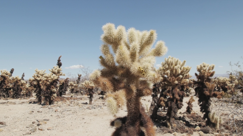 Desert Cactus. Cholla Cactus Garden Panning View. Location: Joshua Tree, California. September of 2018. 