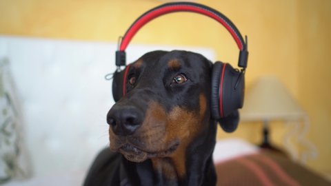 Cute Puppy Breed Doberman Sleeping Stok Videosu 100 Telifsiz 1012645331 Shutterstock