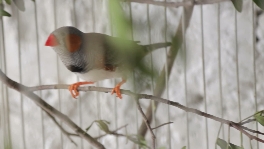 Taeniopygia guttata bird in wooden bird cage