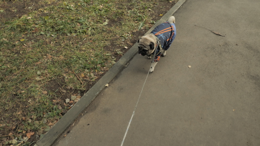 Сute pug dog walking on a leash outside. Autumn weather. Owner POV shot. 