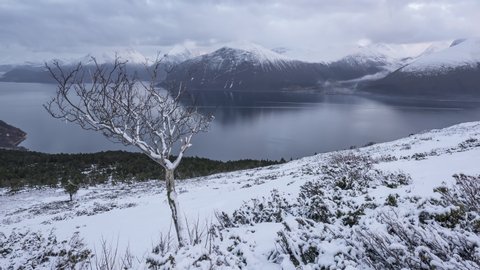 A lone tree with snow