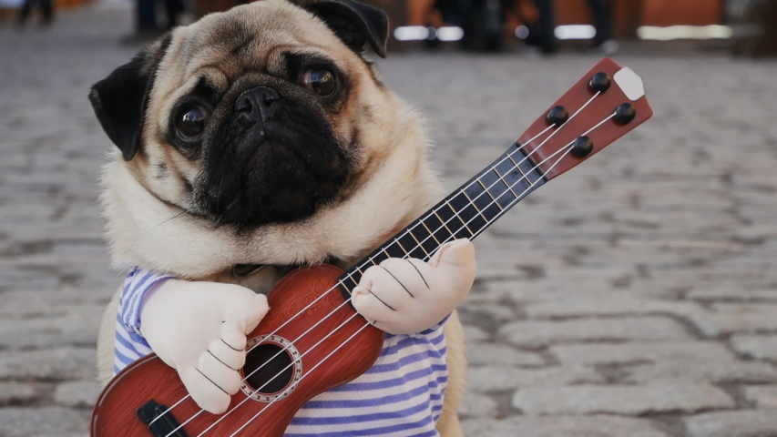 Cute funny pug earning with playing music on guitar on the city street, close-up portrait in slow motion, dog in costume, shaking fur Royalty-Free Stock Footage #1044735841