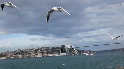 Seagulls in Istanbul flying over the sea. Slow motion.