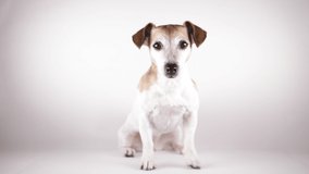 Cute dog looking portrait face. Video footage on white. jack russell terrier. Sitting still looking to the camera. Leaving the frame at the end of cut. LOvely adorable eyes look
