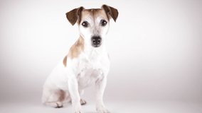 dog sitting on white background. Jack Russell terrier in studio looped seamless video footage. lovely small dog face. looking to the camera waiting asking begging.  Adorable pet sitting still 