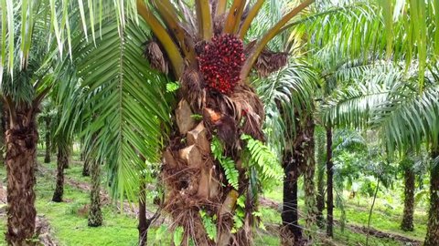 Aerial Fresh Oil Palm Fruits