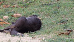 An adult otter (Lutrogale perspicillata) is lying on its back, slow mo clip.