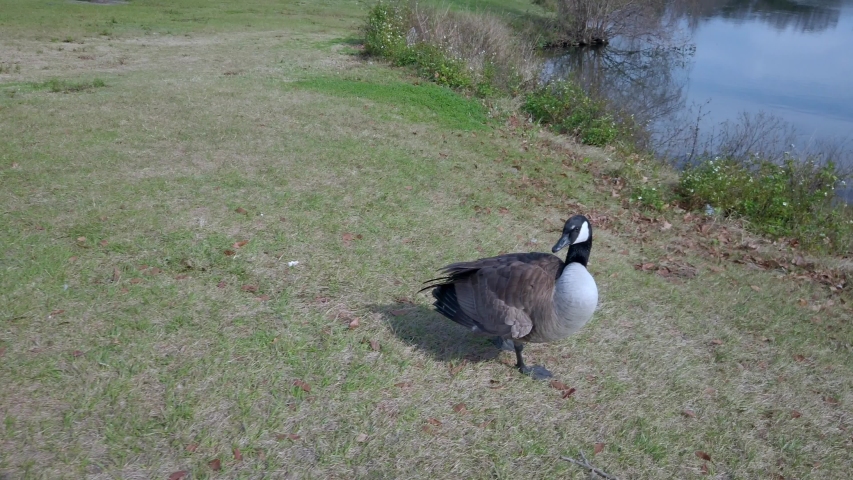 Canada Goose Preening Itself in a Grass Park 