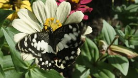 video of a butterfly flying over flowers doing a pollination perfect for the illustration of the phenomenon of wildlife