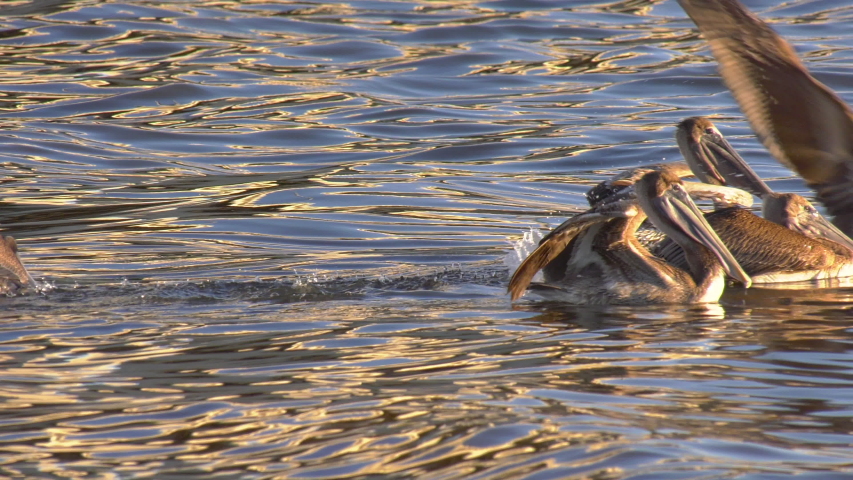 Three pelicans take off and dive bomb schooling fish