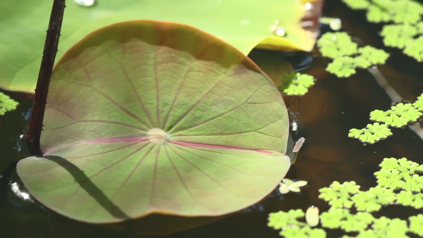 Top view of lotus leaf growing in pond with sun light effect in morning time