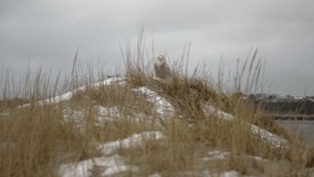 Snowy owl hiding in dune grass on snowy day at the beach, flies away in slow motion - Powered by Shutterstock - Get 15% off with code: PIKWIZARD15