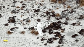 Snowy owl flying in slow motion over a snow covered beach and dunes in front of a lighthouse - Powered by Shutterstock - Get 15% off with code: PIKWIZARD15