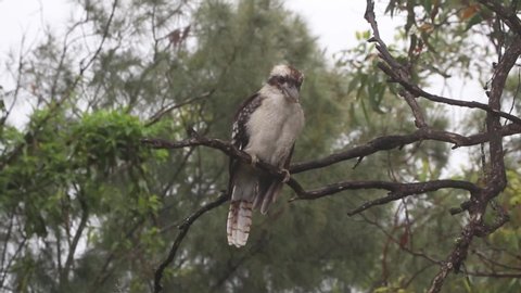 Kookaburra searching for food from tree branches in a strong breeze