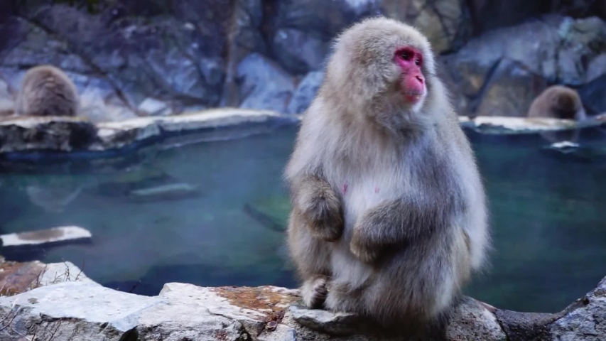 Japanese Snow monkey Macaque in hot spring Onsen Jigokudan monkey Park, Nakano, Japan