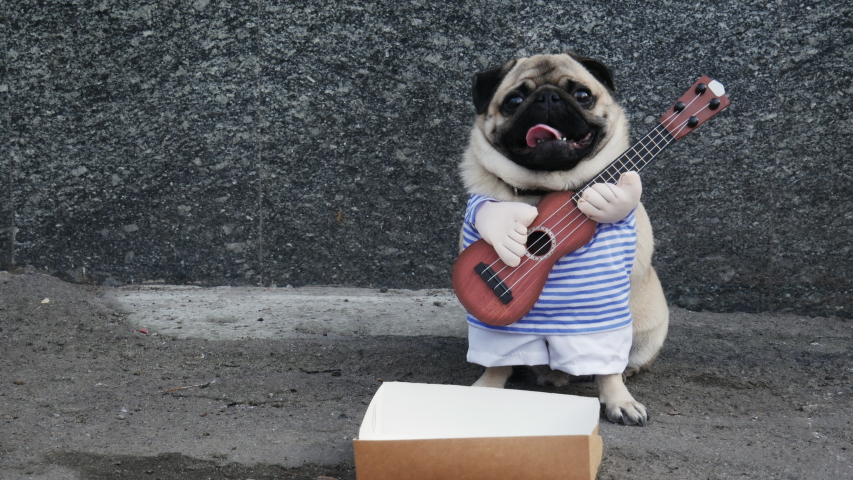 Cute funny pug dog earning with playing music on guitar on the city street, beg money from passersby, throws money in a box Royalty-Free Stock Footage #1044780115