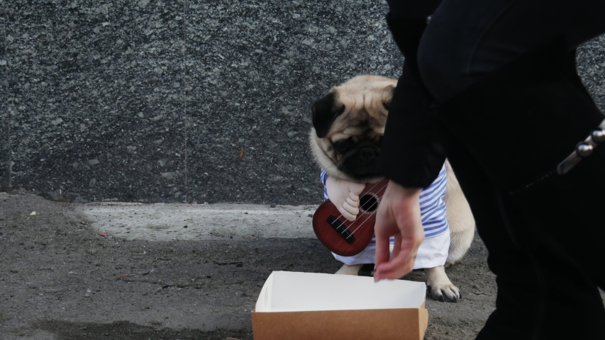 Cute funny pug dog earning with playing music on guitar on the city street, beg money from passersby, throws money in a box | Shutterstock HD Video #1044780115
