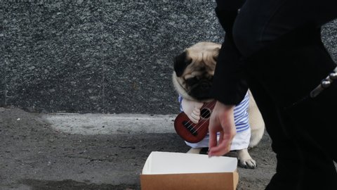 Cute funny pug dog earning with playing music on guitar on the city street, beg money from passersby, throws money in a box