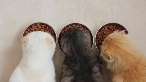 View from above of three cats, white, dark gray and ginger, eating dry pet food from metal bowls on the kitchen floor. Cats of breed Scottish fold, close-up 4k shot