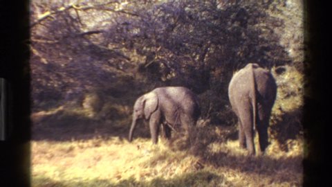 MARA TANZANIA-1983: Wild Elephants Pulling Food From Trees On A Sunny Day