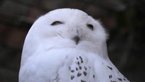 Close up of snowy owl head moving it around.