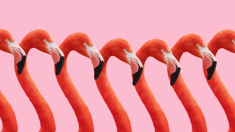 Animated Pink Flamingo Walking Sequence On Bright Pink Background. Looped Animation. Motion Graphics.