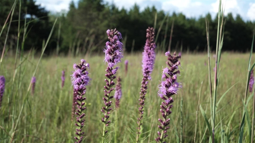 Prairie blazing star flowers swaying in slow motion.