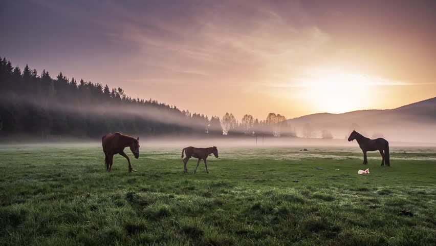 Лошади панорама.