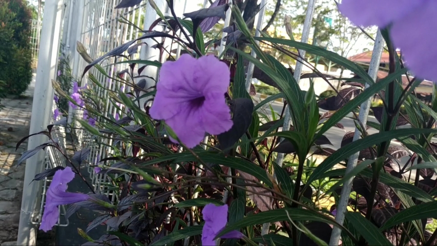 Ruellia angustifolia plants on the fence are blown off and there are bees