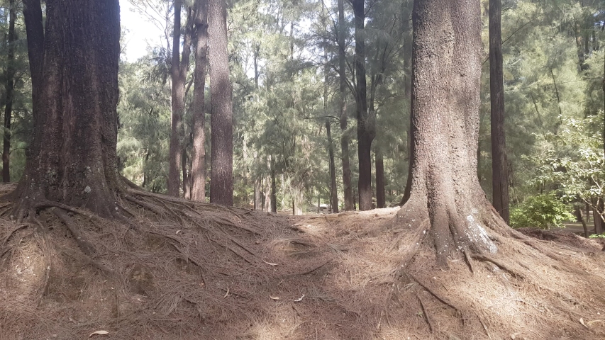 Exposed roots of pine trees in an irregular and dry terrain, sunny day in the Los Colomos forest in Guadalajara, Jalisco, Mexico