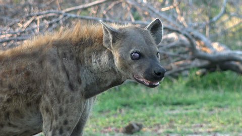 Closeup of cruel spotted hyena Crocuta with sick eye, Kruger National Park in South Africa, Full HD handheld shot