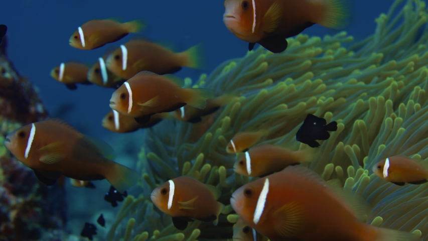 A school of Maldive Anemonefish , Amphiprion nigripes ,Indian Ocean , Maldives, super slow motion 120 frp