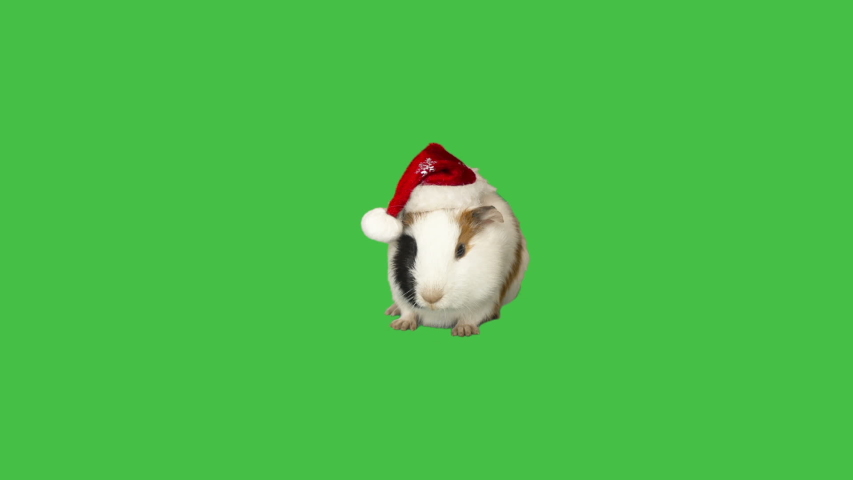 guinea pig in santa claus hat on green background