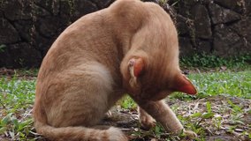 Slow motion video of an cute orange stray cat in a nature park licking and cleaning itself on the grass