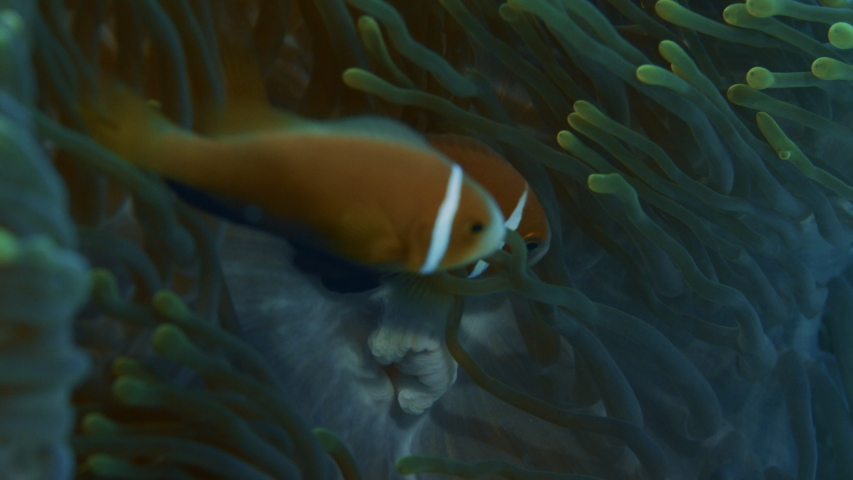 A school of Maldive Anemonefish , Amphiprion nigripes ,Indian Ocean , Maldives, super slow motion
