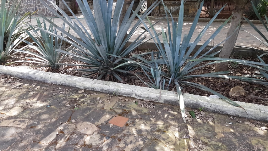 Shot of a mature woman with a backpack sitting on a white metal bench beside a sidewalk with blue agave in a park on a sunny day in Arenal, Jalisco, Mexico