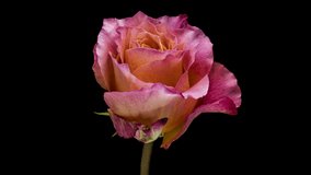 Blooming rose flower open, closeup. Timelapse of pink & yellow rose blossoming. 4K