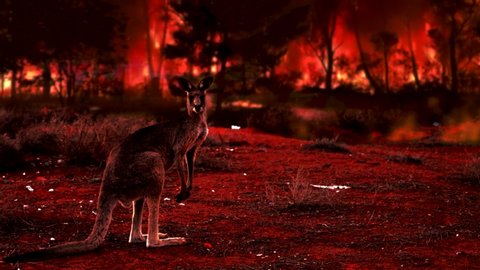 Kangaroo covered by ash and smoke during the bush fires in Australia. Fire crisis in Australia