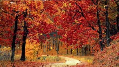 Serene autumn landscape with autumnal leaves falling from colorful maple trees in slow motion at daytime. colorful fall season. Beautiful landscape background. Peaceful woodland scenery on a forest.
