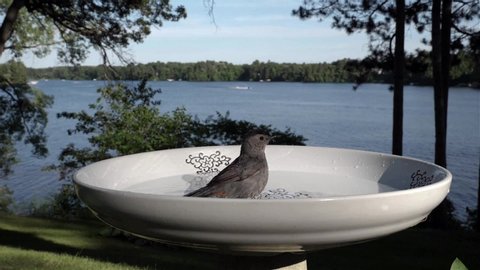Catbird splashes about in bird bath in slow motion.