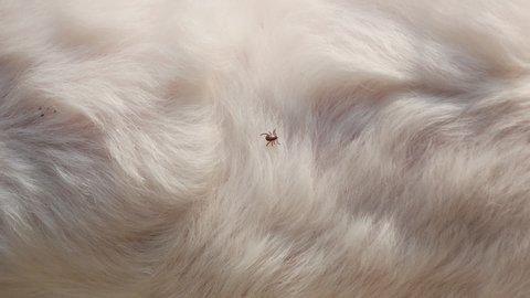 Tick climbing on dog white fur