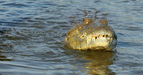 Nile crocodile (Crocodylus niloticus) catching and eating a small fish, Kruger National Park, South Africa