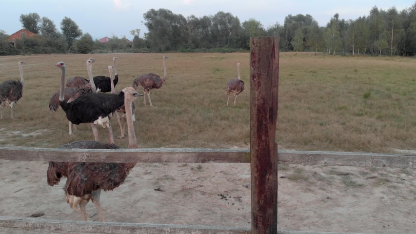 Ostrich flock on a field. View through wooden fence. Poultry farming concept.