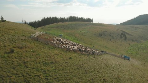 Sheep in sheepfold in Carpathian mountains. Drone view of heard of sheep on mountains pasture. Animal husbandry concept.