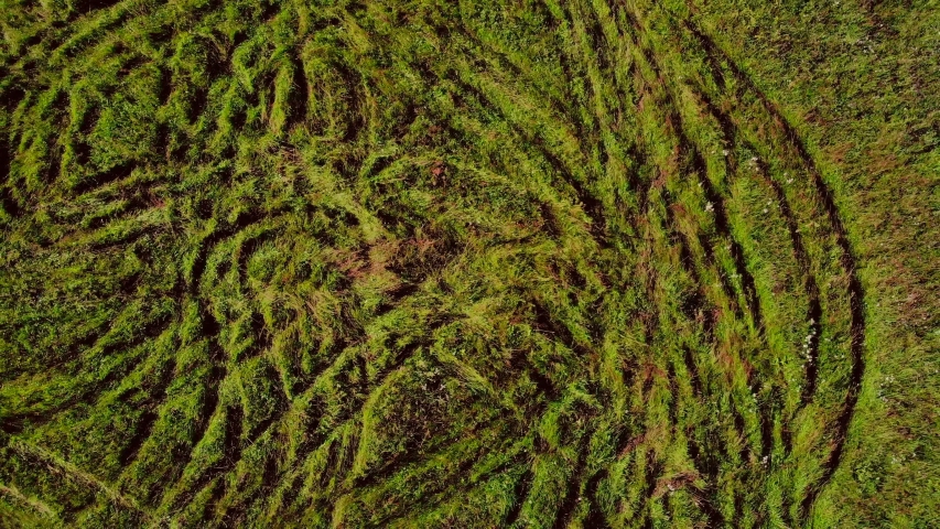 Drone view of people driving atv bikes on green grass. Friends enjoying a quad bike ride on a summer sunny day. People and active lifetyle concept.