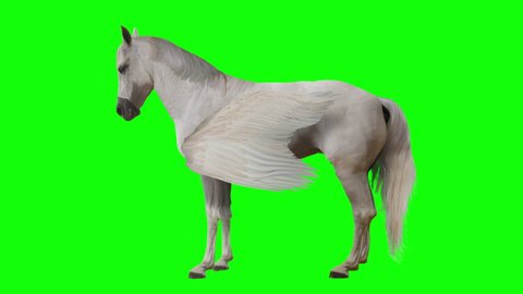 Pegasus and winged Unicorn stands on a transparent background. Isolated and cyclic animation. Green Screen
