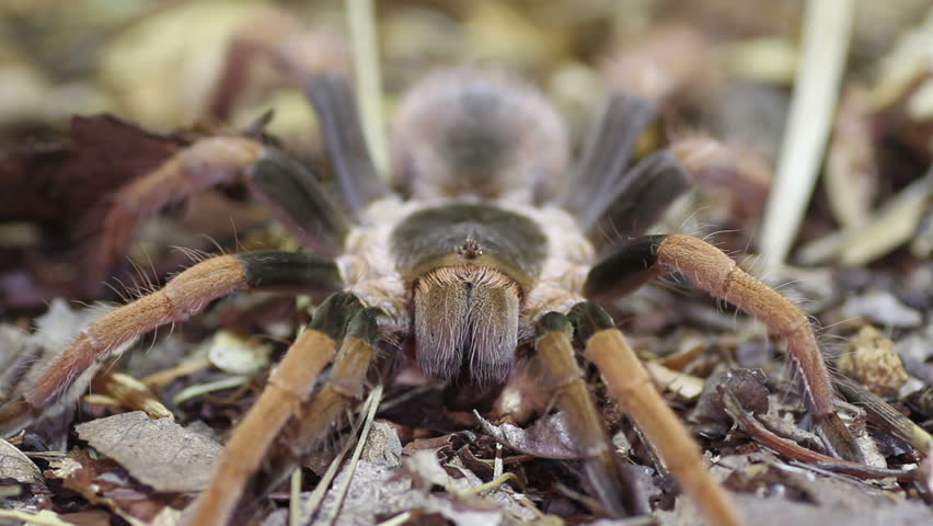 Columbian Giant Red-leg Tarantula (Megaphobema robustum)