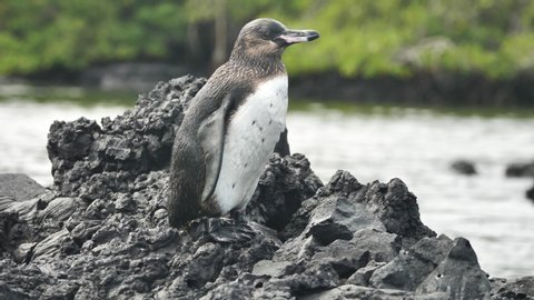 Small Galapagos Penguin Flapping Wings Perched On Black Lava Rock